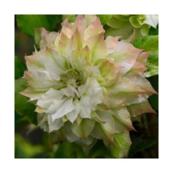 Clématite Sen No Kaze/pot De 1,5l - Tuteur Bambou 30/60 Cm -Jardalis Soldes Magasin 63f4d0b062de82.57315174