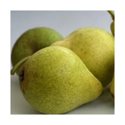 Poirier Communis Bon Chretien William/pot De 10l - Gobelet 2 Ans 7 Poirier Communis Bon Chretien William/pot De 10l - Gobelet 2 Ans -Jardalis Soldes Magasin 63f4d1ec096f51.86396395