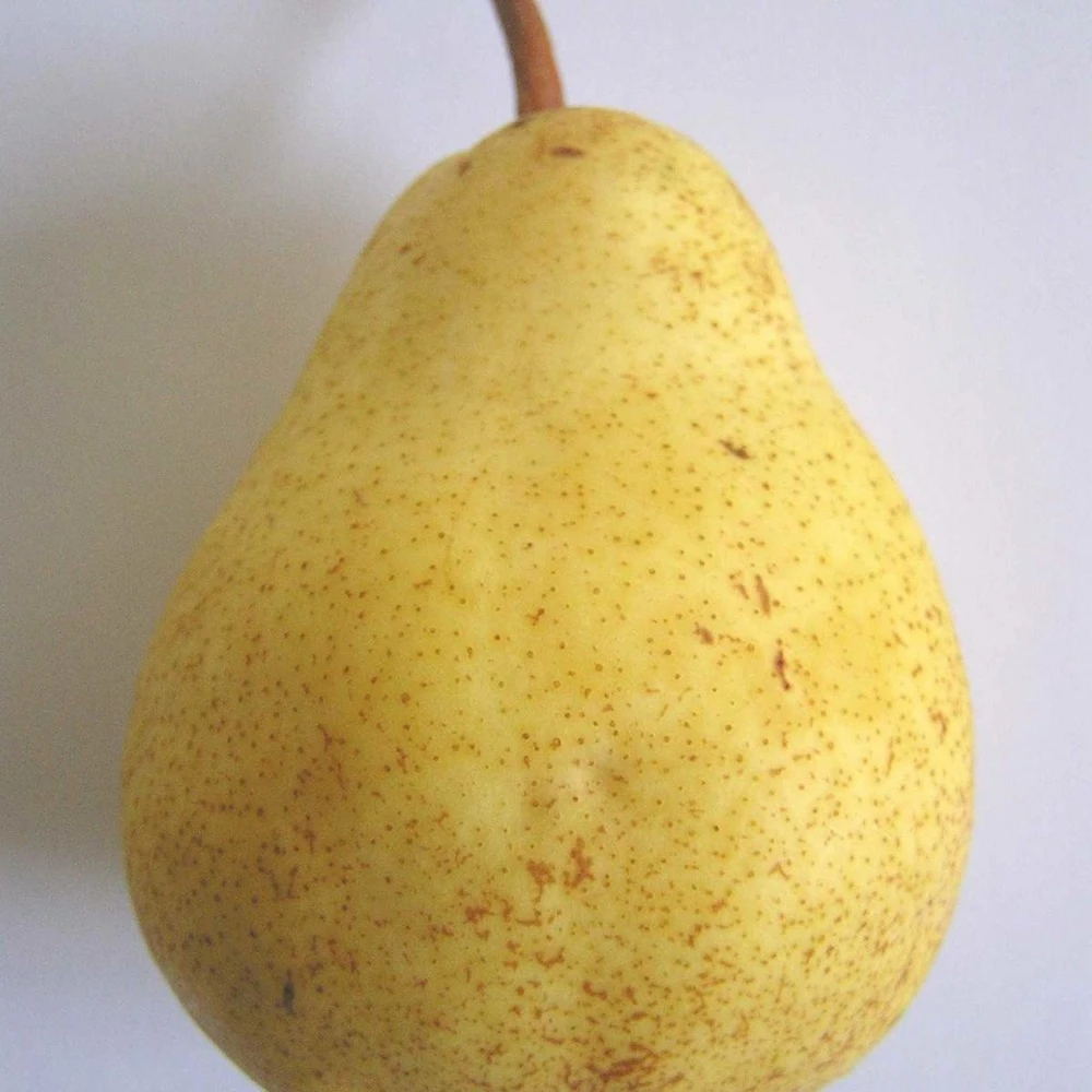 Poirier Communis Bon Chretien William/pot De 10l - Gobelet 2 Ans 1 Poirier Communis Bon Chretien William/pot De 10l - Gobelet 2 Ans