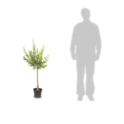 Poirier Communis Beurré Hardy/pot De 10l - Gobelet 2 Ans -Jardalis Soldes Magasin 63f4d1fd763c32.78670844