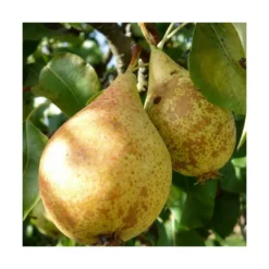 Poirier Communis Beurré Hardy/pot De 10l - Gobelet 2 Ans -Jardalis Soldes Magasin 63f4d1fd7d0c69.33293514