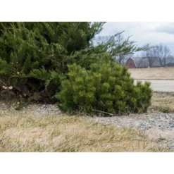 Pin De Montagne Mugo Var. Pumilio/pot De 12l - 50/60 Cm