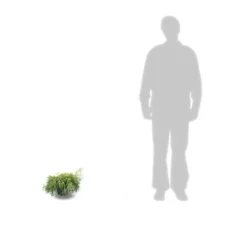 Faux Cyprès Pisifera Sungold/pot De 3l - 20/40 Cm -Jardalis Soldes Magasin 63f4d326a0bb09.02367901