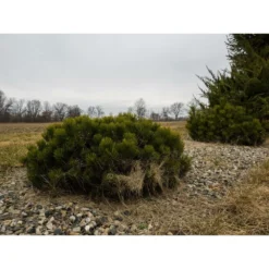 Pin De Montagne Mugo Var. Pumilio/pot De 3l - 20/40 Cm -Jardalis Soldes Magasin 63f4d346bfcc57.31554125