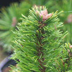 Pin De Montagne Mugo Var. Pumilio/pot De 3l - 20/40 Cm -Jardalis Soldes Magasin 63f4d346ceb991.37651790