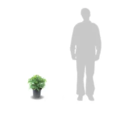 Cèdre Du Japon Japonica Elegans/pot De 3l - 20/40 Cm -Jardalis Soldes Magasin 63f4d5efee50d7.90979593