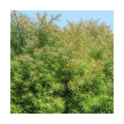 Cèdre Du Japon Japonica Elegans/pot De 3l - 20/40 Cm -Jardalis Soldes Magasin 63f4d5eff1d7c6.01559601