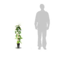 Vigne Vierge Quinquefolia Red Wall® 'troki'/pot De 3l - Echelle Bambou 60/120 Cm -Jardalis Soldes Magasin 63f4d6611db854.28484356