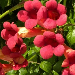 Bignone X Tagliabuana Grenadine 'rutcam'/pot De 1,5l - Tuteur Bambou 30/60 Cm -Jardalis Soldes Magasin 63f4d7d0a45c82.39022646