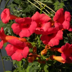 Bignone X Tagliabuana Grenadine 'rutcam'/pot De 1,5l - Tuteur Bambou 30/60 Cm