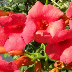 Bignone X Tagliabuana Grenadine 'rutcam'/pot De 1,5l - Tuteur Bambou 30/60 Cm -Jardalis Soldes Magasin 63f4d7d0abe4a8.43578587