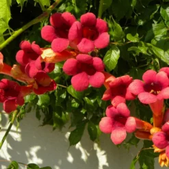 Bignone X Tagliabuana Grenadine 'rutcam'/pot De 1,5l - Tuteur Bambou 30/60 Cm -Jardalis Soldes Magasin 63f4d7d0af6e21.29686340