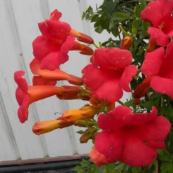 Bignone X Tagliabuana Grenadine 'rutcam'/pot De 1,5l - Tuteur Bambou 30/60 Cm -Jardalis Soldes Magasin 63f4d7d0b66d96.15094678