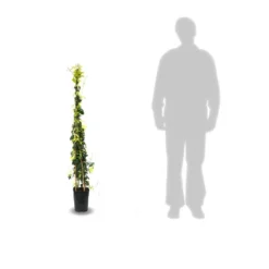 Bignone Capreolata Tangerine Beauty/pot De 1,5l - Tuteur Bambou 30/60 Cm -Jardalis Soldes Magasin 63f4d7d68f4224.31305278