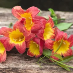 Bignone Capreolata Tangerine Beauty/pot De 1,5l - Tuteur Bambou 30/60 Cm