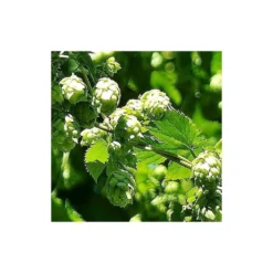 Houblon Doré Aureus/pot De 1,5l - 10/20 Cm -Jardalis Soldes Magasin 63f4d7d9321459.56238325