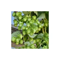 Houblon Doré Aureus/pot De 1,5l - 10/20 Cm -Jardalis Soldes Magasin 63f4d7d93d73e1.38988040