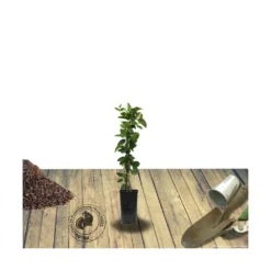 Chèvrefeuille Similis Var. Delavayi/pot De 10l - 400/500 Cm Sur Ficelle -Jardalis Soldes Magasin 63f4d7dab60624.65218314