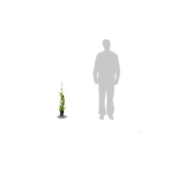 Chèvrefeuille Similis Var. Delavayi/pot De 10l - 400/500 Cm Sur Ficelle -Jardalis Soldes Magasin 63f4d7dabce7a0.85366617