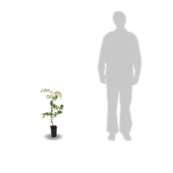 Glycine De Chine Sinensis/pot De 2l - 60 Cm -Jardalis Soldes Magasin 63f4d7e58ff340.86883666