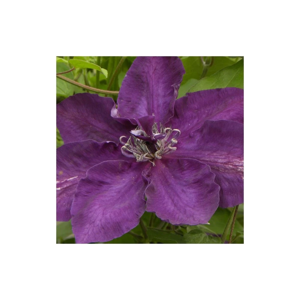 Clématite Amethyst Beauty™ 'evipo043'/pot De 1,5l - Tuteur Bambou 30/60 Cm 3 Clématite Amethyst Beauty™ 'evipo043'/pot De 1,5l - Tuteur Bambou 30/60 Cm – Image 3