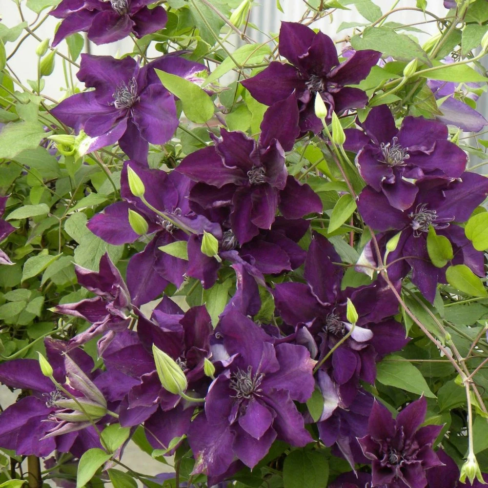 Clématite Amethyst Beauty™ 'evipo043'/pot De 1,5l - Tuteur Bambou 30/60 Cm 1 Clématite Amethyst Beauty™ 'evipo043'/pot De 1,5l - Tuteur Bambou 30/60 Cm