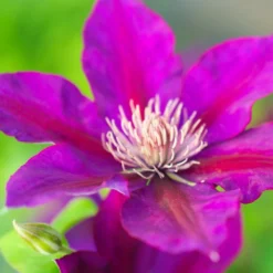 Clématite Picardy™ 'evipo024'/pot De 1,5l - Tuteur Bambou 30/60 Cm -Jardalis Soldes Magasin 63f4d7f92b77d3.70090081