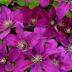 Clématite Picardy™ 'evipo024'/pot De 1,5l - Tuteur Bambou 30/60 Cm -Jardalis Soldes Magasin 63f4d7f9319c40.46305442