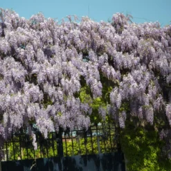 Glycine De Chine Sinensis/pot De 10l - 400/500 Cm Sur Ficelle