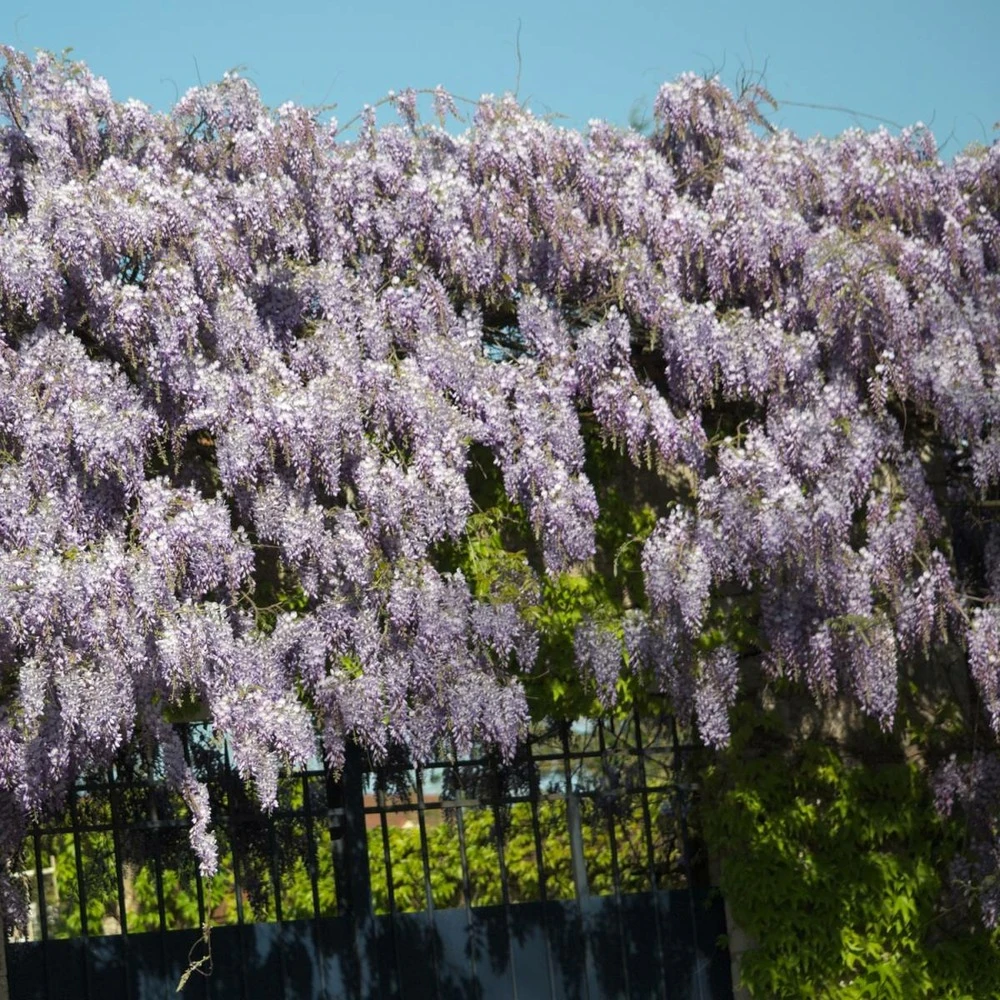 Glycine De Chine Sinensis/pot De 10l - 400/500 Cm Sur Ficelle 1 Glycine De Chine Sinensis/pot De 10l - 400/500 Cm Sur Ficelle