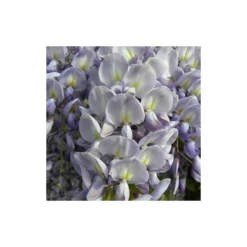 Glycine De Chine Sinensis/pot De 10l - 400/500 Cm Sur Ficelle 10 Glycine De Chine Sinensis/pot De 10l - 400/500 Cm Sur Ficelle -Jardalis Soldes Magasin 63f4d7ff3694a1.83214454