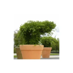 Glycine De Chine Sinensis/pot De 10l - 400/500 Cm Sur Ficelle 11 Glycine De Chine Sinensis/pot De 10l - 400/500 Cm Sur Ficelle -Jardalis Soldes Magasin 63f4d7ff44d7a8.85644772