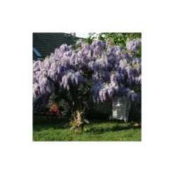 Glycine De Chine Sinensis/pot De 10l - 400/500 Cm Sur Ficelle 13 Glycine De Chine Sinensis/pot De 10l - 400/500 Cm Sur Ficelle -Jardalis Soldes Magasin 63f4d7ff6ae844.08031931