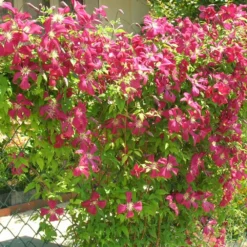 Clématite Viticella Mme Julia Correvon/pot De 13,6l - 150/200 -Jardalis Soldes Magasin 63f4d814dd7407.42953702