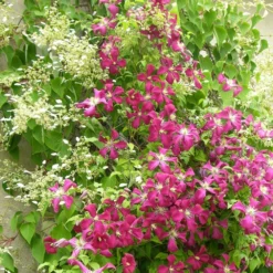 Clématite Viticella Mme Julia Correvon/pot De 13,6l - 150/200 -Jardalis Soldes Magasin 63f4d814e49f27.22983527