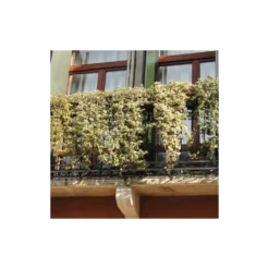 Lierre Des Bois Helix Elegantissima/godet - 5/20 Cm -Jardalis Soldes Magasin 63f4d81c4a1705.09285112