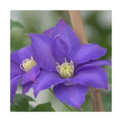 Clématite Olympia™ 'evipo099'/pot De 2,5 L - 20/30 Cm