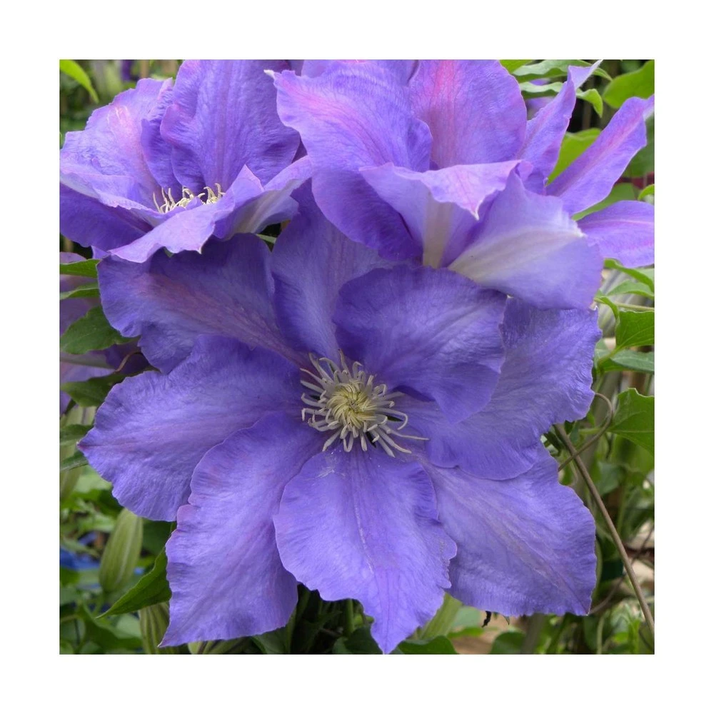 Clématite Olympia™ 'evipo099'/pot De 2,5 L - 20/30 Cm 2 Clématite Olympia™ 'evipo099'/pot De 2,5 L - 20/30 Cm – Image 2