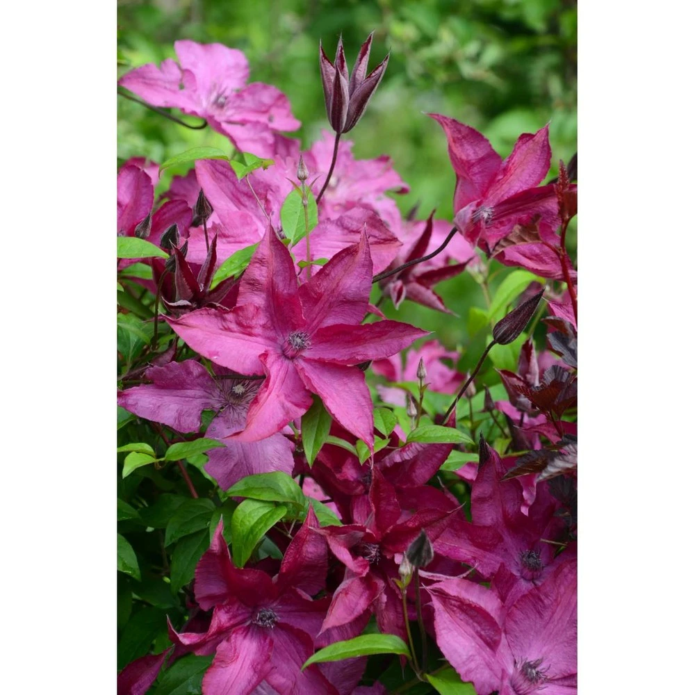 Clématite Saphyra® Nancy/godet - 5/20 Cm 2 Clématite Saphyra® Nancy/godet - 5/20 Cm – Image 2