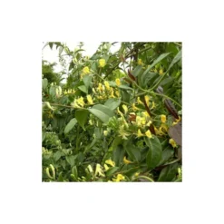 Chèvrefeuille Henryi Copper Beauty®/godet - 5/20 Cm -Jardalis Soldes Magasin 63f4d83d000c12.20617881