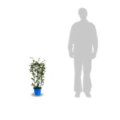 Passiflore Caerulea/pot De 10l - 300/400 Cm Sur Ficelle 13 Passiflore Caerulea/pot De 10l - 300/400 Cm Sur Ficelle -Jardalis Soldes Magasin 63f4d8428ee9c3.04767202