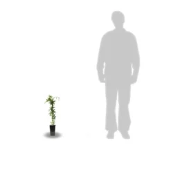 Passiflore Caerulea/pot De 10l - 300/400 Cm Sur Ficelle 11 Passiflore Caerulea/pot De 10l - 300/400 Cm Sur Ficelle -Jardalis Soldes Magasin 63f4d8429225e8.87129398