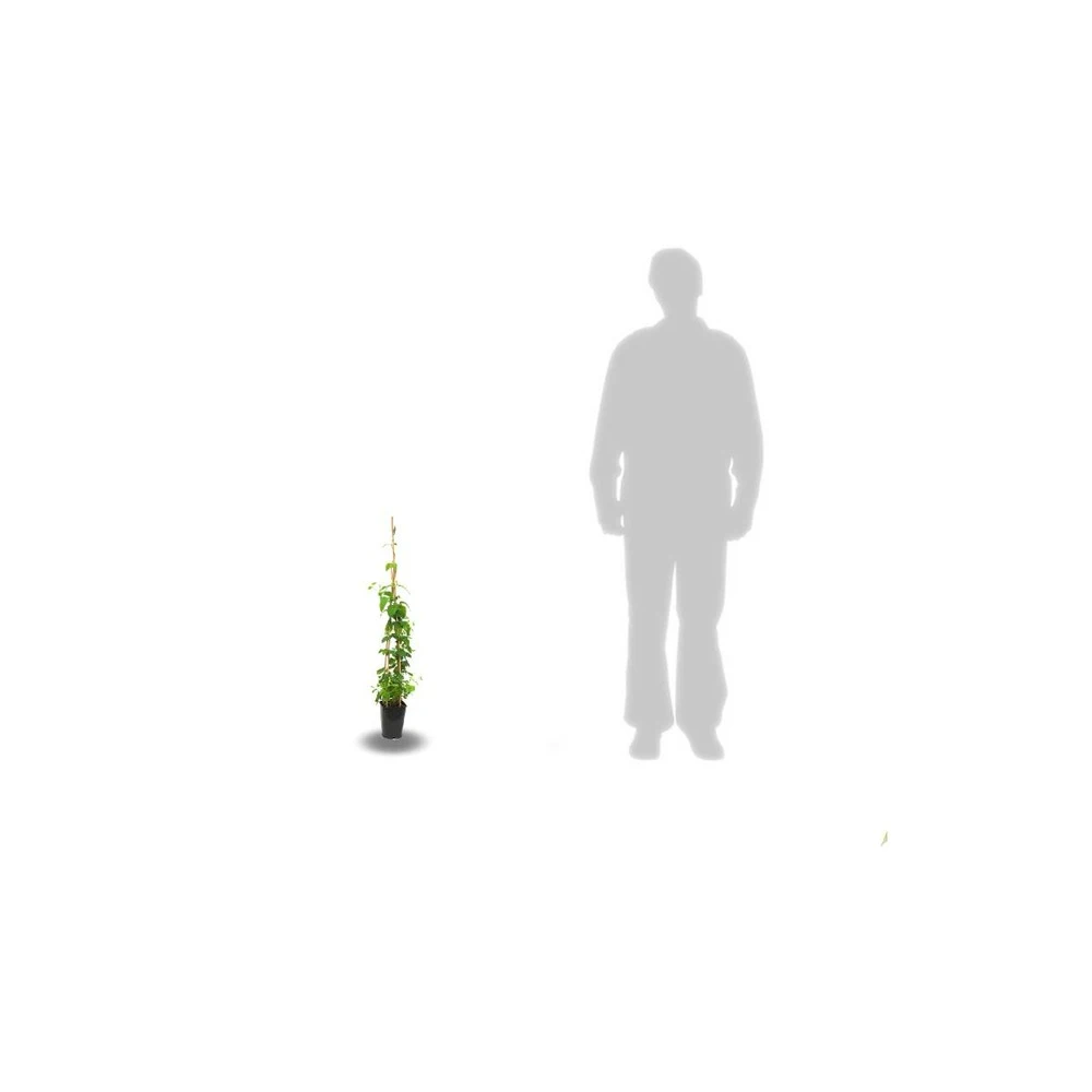 Chèvrefeuille Henryi/pot De 3l - Echelle Bambou 60/120 Cm 3 Chèvrefeuille Henryi/pot De 3l - Echelle Bambou 60/120 Cm – Image 3