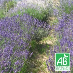 Lavandin Grosso Bio/lot De 9 Godets