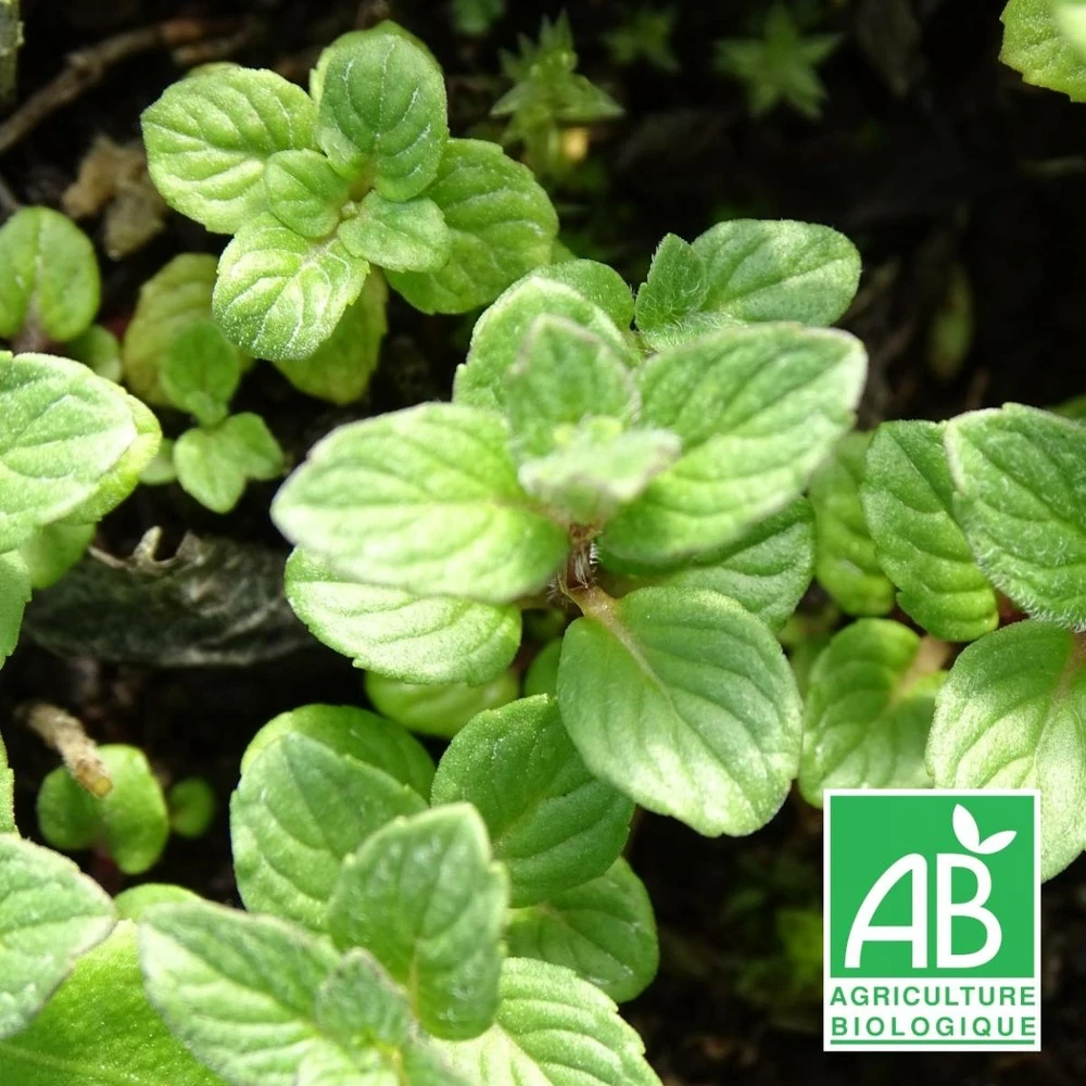 Menthe Grise Bio/lot De 3 Godets 1 Menthe Grise Bio/lot De 3 Godets