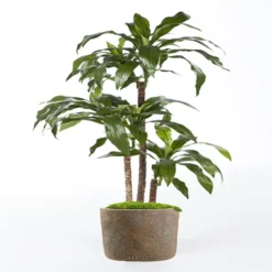 Dracaena Artificiel Fragrans 3 Troncs En Pot H 120 Cm Vert D 60 Cm - Choisissez