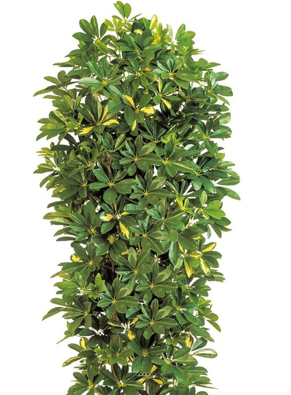 Schefflera Artificiel En Colonne En Pot H 195 Cm Vert-jaune 2 Schefflera Artificiel En Colonne En Pot H 195 Cm Vert-jaune – Image 2