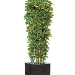 Schefflera Artificiel En Colonne En Pot H 195 Cm Vert-jaune 5 Schefflera Artificiel En Colonne En Pot H 195 Cm Vert-jaune -Jardalis Soldes Magasin 63f608216a0e34.06117186