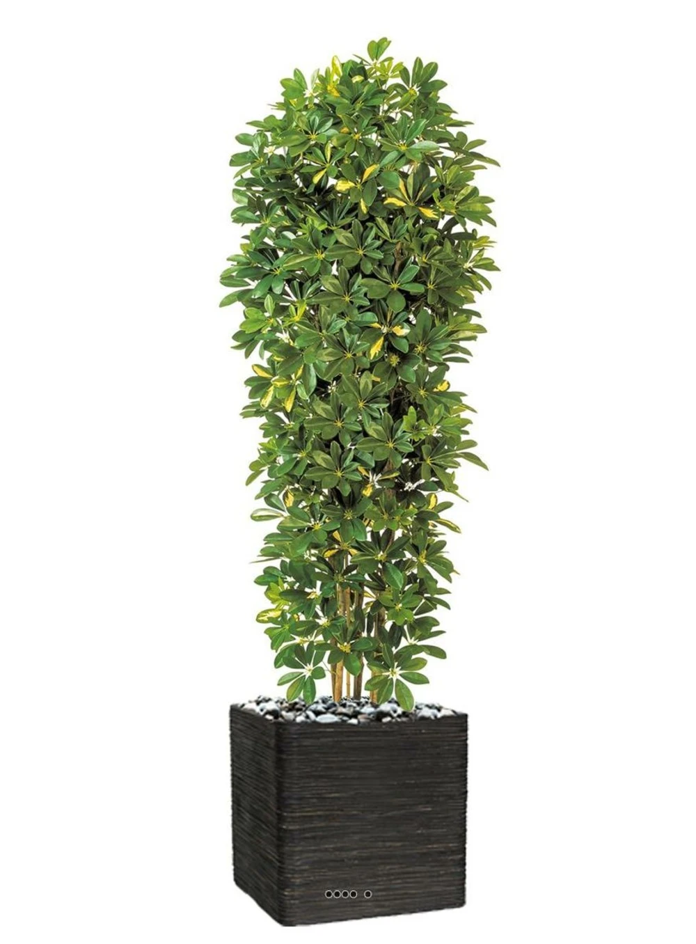 Schefflera Artificiel En Colonne En Pot H 195 Cm Vert-jaune 3 Schefflera Artificiel En Colonne En Pot H 195 Cm Vert-jaune – Image 3