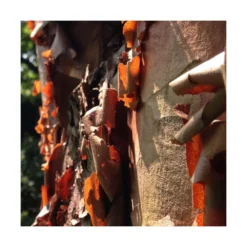 Érable à écorce De Papier/pot De 10l - 80/120 Cm -Jardalis Soldes Magasin 63fdf4506c3491.07719343